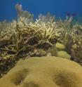 Coral reefs are in decline, but their collapse can still be avoided with local and global action. That's according to findings reported in the Cell Press journal <i>Current Biology</i> on May 9 based on an analysis that combines the latest science on reef dynamics with the latest climate models.