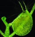 This is the light micrograph of the bladder of the carnivorous bladderwort plant, <i>Utricularia gibba</i>. A new study finds that <i>U. gibba</i> has a remarkable genome for a complex organism. Just 3 percent of <i>U. gibba</i> 's tiny genome is made from so-called "junk DNA," compared with about 98 percent of the human genome. The finding contradicts the notion that vast quantities of noncoding junk DNA are crucial for complex life.