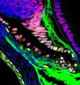 In the absence of Notch2 signaling, newborn mice lack a series of cellular "folds," that characterize the ciliary body (yellowish-pink cells) as it emerges over the first seven days of life.