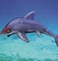 This is <i>Malawania</i>, the Jurassic-style Cretaceous ichthyosaur from Iraq. This is <i>Malawania</i>, the Jurassic-style Cretaceous ichthyosaur from Iraq.
