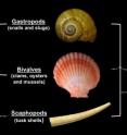 Two recent high-profile phylogenetic studies reached conflicting conclusions about whether snail's closest relatives are bivalves or an enigmatic group called tusk shells. Vanderbilt phylogeneticists suggest that the cause of this conflict is that the three groups diverged rapidly a long time ago. Two recent high-profile phylogenetic studies reached conflicting conclusions about whether snail's closest relatives are bivalves or an enigmatic group called tusk shells. Vanderbilt phylogeneticists suggest that the cause of this conflict is that the three groups diverged rapidly a long time ago.