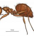 Tawny crazy ants were first discovered in the US in 2002 by a pest control operator in a suburb of Houston, and have since established populations in 21 counties in Texas, 20 counties in Florida, and a few sites in southern Mississippi and southern Louisiana.