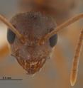 In 2012 the species was formally identified as<i>Nylanderia fulva</i>, which is native to northern Argentina and southern Brazil. Frequently referred to as Rasberry crazy ants, these ants recently have been given the official common name "Tawny crazy ants."