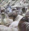 Researchers at UC Davis have discovered the H1N1 flu virus in elephant seals off the coast of central California.