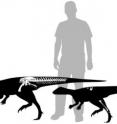 Skeletal outlines illustrate both the relative size and completeness of two of the small ornithopod specimens described in the paper. Bones indicated in white are present. Human (in gray) for scale.