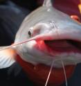 The fate of the blue catfish and more than 60 other species of large-river specialist fishes depends on conservation of suitable habitat and connectivity between the Mississippi River and its tributaries.