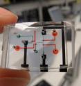 NeuroChip is a microfluidic electrophysiological device which records the brain activity of worms to help test the effects of drugs.