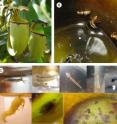 The carnivorous pitcher plant <i>Nepenthes bicalcarata</i> (A) and the ant <i>Camponotus schmitzi</i> (B) team up to fight fly larvae (C) that steal the plant's prey.