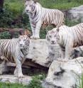 These are white tigers at Chimelong Safari Park in China.