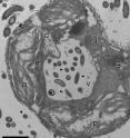 This transmission electron micrograph shows bacteria-feeding in the green alga <i>Cymbomonas</i>. In the cross-section features a large vacuole (v) containing bacterial cells. It also shows the tubular duct (d) that transports food into the vacuole. Other structures pictured are plastids/chloroplasts (p), a mitochondrion (m), and Golgi bodies (g). The scale bar represents 2 micrometers.