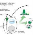 This illustration demonstrates the bacteria-eating behavior of green alga and the eventual evolutionary path it created for photosynthetic algae and land plants.