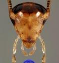This is the head of a male German cockroach, showing the four major external chemosensory-paired appendages. The antennae extend upward (black compound eyes behind them), the longer maxillary palps and shorter labial palps extend downward, and the paired paraglossae are on either side of the mouth. Each appendage contains many sensory hairs, some of which function in gustation. A tastant is delivered to the mouth in a dyed (blue) drop of water.