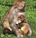 Studies on rhesus macaques at the California National Primate Research Center contributed to a new technique allowing researchers to pinpoint the end of exclusive breast-feeding in Neanderthals.