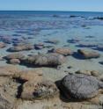 Stromatolites, once widespread in coastal areas, now thrive in just a few locations in the tropical Atlantic and Indian Oceans and in some very salty lakes. The formations seen here are near Shark Bay on the western coast of Australia. The cyanobacteria in stromatolites live very near the surface of the rock, where they can receive the sunlight they need to photosynthesize.