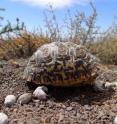 This is a juvenile leopard tortoise (<i>Stigmochelys pardalis</i>) protecting itself in the South African Karoo Basin.