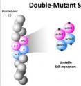 To decipher the structure of the F-actin nucleus, researchers used a dual-mutant strategy. They created two mutant versions of actin monomers that could bind together to form a nucleus but could not bind with additional monomers to form the F-actin polymer chain.