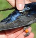 This is an adult male purple martin outfitted with a geolocator.