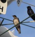 These are male and female martins perched at their colony.