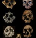 A set of new studies from the University of Utah and elsewhere found that human ancestors and relatives started eating an increasingly grassy diet 3.5 million years ago. The studies included analysis of tooth enamel  from fossils of several early African humans, their ancestors and extinct relatives, some of which are shown here. Top left: <i>Paranthropus bosei</i>, 1.7 million years ago. Top right: <i>Homo sapiens</i>, 10,000 years ago. Center left: <i>Paranthropus aethiopicus</i>, 2.3 million years ago. Center right: <i>Homo ergaster</i>, 1.6 million years ago. Bottom left: <i>Kenyanthropus platyops</i>, 3.3 million years ago. Bottom center: lower jaw from <i>Australopithecus anamensis</i>, 4 million years ago. Bottom right: <i>Homo rudolfensis</i>, 1.9 million years ago.