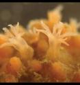 This image shows the polyps of the newly discovered pale-orange <i>Cryptophyton jedsmithi</i>.