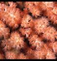 This image shows the pink polyps of the new species <i>Gersemia lambi</i>.