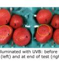 UV-B (equal energy) treatment prevents damaged areas from spreading while also inhibiting mold growth. This is a critical aspect of the technology -- the ability to "tune" the UV to the most effective part of the spectrum, something that would be difficult and much less efficient using a typical mercury UV source.