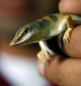 Sandfish lizards move rapidly underground through desert sand. Researchers studied how the animal moves and have developed a new model of this undulatory swimming.