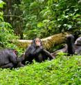 A mother plays with two of her offspring in the Kanyawara chimpanzee community, Kibale National Park, Uganda.