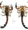 This image shows the male holotype of the newly discovered large tail scorpion species <i>Tityus (Atreus) crassicauda</i>.