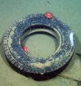 A discarded tire sits on a ledge 868 meters (2,850 feet) below the ocean surface in Monterey Canyon. A recent study documented the types and locations of over 1,000 pieces of marine debris on the deep seafloor in the Monterey Bay region.