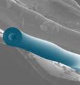 This is a false-color SEM (scanning electron micrograph) of the microfluidic optomechanical resonator.