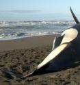 This killer whale was stranded off of California in 2005. Increased necropsies on stranded killer whales are helping scientists learn more about the species.