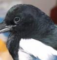 Black billed magpies, such like this one named "Gobi," seem to think and take decisions faster when humans, and possibly predators in general, are directly looking at them, reports a team of researchers in <i>PLOS ONE</i> (Lee et al. 2013. Direct Look from a Predator Shortens the Risk-assessment Time by Prey" <i>PLOS ONE</i>; http://dx.plos.org/10.1371/journal.pone.0064977).