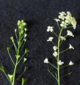 At left: This is <i>Capsella rubella</i>, red shepherd's purse, a selfing derivative species. At right: This is <i>Capsella grandiflora</i>, an outcrossing species. (Photo: Gavin Douglas and Young Wha Lee)