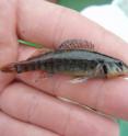 Jonathan Freedman studied small fish such as the rainbow darter because they have limited movements and specific habitat requirements, making them more susceptible to the effects of dredging.