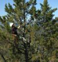 Ecologist Josh Rapp climbs a whitebark pine to sample cone-bearing branches. Ecologist Josh Rapp climbs a whitebark pine to sample cone-bearing branches.