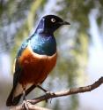 African glossy starlings change color more than 10 times faster than their ancestors and even their modern relatives, according to researchers at The University of Akron and Columbia University. And these relatively rapid changes have led to new species of birds with color combinations previously unseen, according to the study funded in part by the National Science Foundation and published today in the <i>Proceedings of the National Academy of Sciences</i> USA.