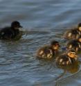 It's not a black swan, it's a black DAC. The DAC-PVA protocol tries to improve the Design, Application and Communication of Population Viability Analyses -- a central tool in conservation theory and practice. It's not a black swan, it's a black DAC. The DAC-PVA protocol tries to improve the Design, Application and Communication of Population Viability Analyses -- a central tool in conservation theory and practice.