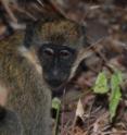 <i>Chlorocebus aethiops</i> is a primate species highly likely to transmit emerging diseases. <i>Chlorocebus aethiops</i> is a primate species highly likely to transmit emerging diseases.