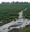 This shows runoff and erosion on a reduced-input watershed during a storm in a soybean crop year.