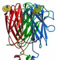 This is a ribbon diagram of the elongated, full-length structure of Pgp3, a protein secreted by <i>Chlamydia trachomatis</i>, the bacterium that causes chlamydia. Pgp3's shape is very distinguishable -- sort of like an Eiffel Tower of proteins.
