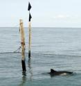 Harbor porpoises manage very well in coastal and busy -- and potential dangerous -- waters. This photograph is from Denmark.