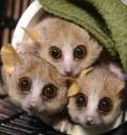 Three mouse lemurs (<i>Microcebus murinus</i>) peer cautiously from their nesting tube at the sound of an approaching Duke Lemur Center technician who might just be carrying snacks.