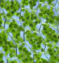 These are chloroplasts visible in the cells of <i>Plagiomnium affine</i>,
the many-fruited thyme moss. Photosynthesizing cyanobacteria invaded the earliest one-celled plants about 900 million years ago, conferring on plants the ability to convert sunlight into energy and setting the stage for the diversification of plants.