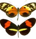 Diverging color patterns on the wings of <i>Heliconius</i> butterflies are an example of fitness-related traits that females have evolved to prefer.