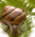Genetic markers in banded wood snails in Ireland and France reveal ancient human migrations.