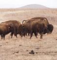 Bison roam the grasslands of the Konza Prairie Biological Station.