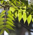 This image shows a closeup of <i>Alianthus altissima</i> leaves.