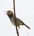 A male Cambodian tailorbird, a bird only recently discovered by scientists withing the city limits of Phnom Penh.