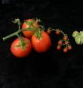 Researchers can now compare not only the genomes, but all the genes expressed, by domestic and wild tomatoes. L to R: <i>Solanum lycopersicum</i>, and wild relatives <i>S. pimpinellifolium</i>, <i>S. habrochaites</i> and <i>S. pennellii</i>.